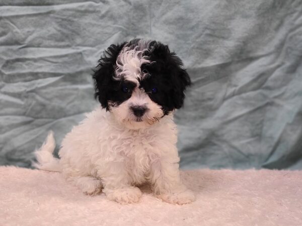 Teddy Bear DOG Female Brown / White 20284 Petland Dalton, Georgia