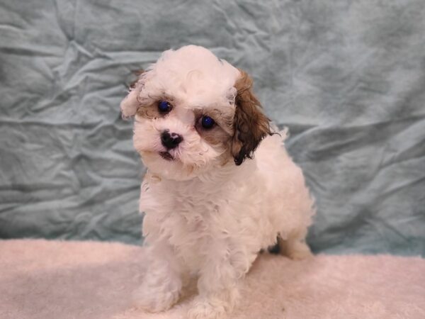 Teddy Bear DOG Male White / Brown 20285 Petland Dalton, Georgia