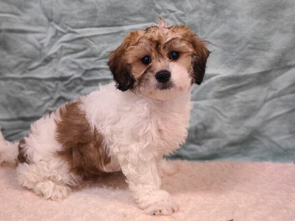 Teddy Bear DOG Male Brown / White 20286 Petland Dalton, Georgia