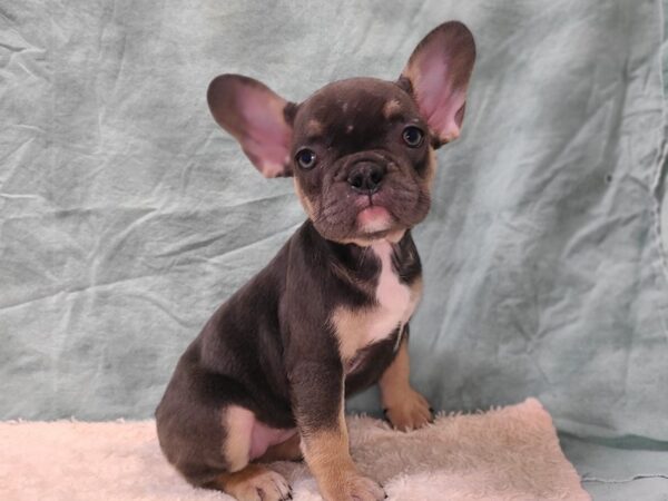 French Bulldog DOG Female Blue 20278 Petland Dalton, Georgia