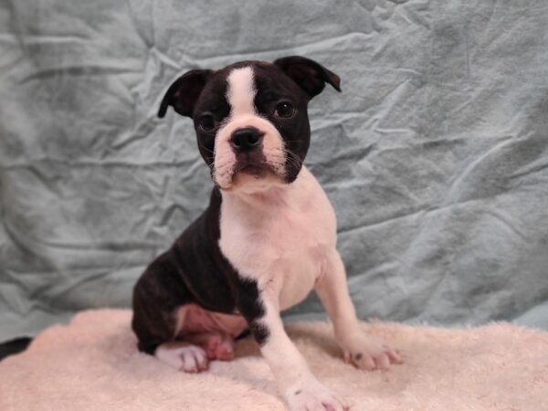 Boston Terrier DOG Male Black / White 20276 Petland Dalton, Georgia