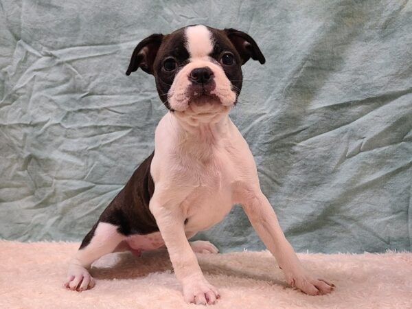 Boston Terrier DOG Female Black / White 9398 Petland Dalton, Georgia