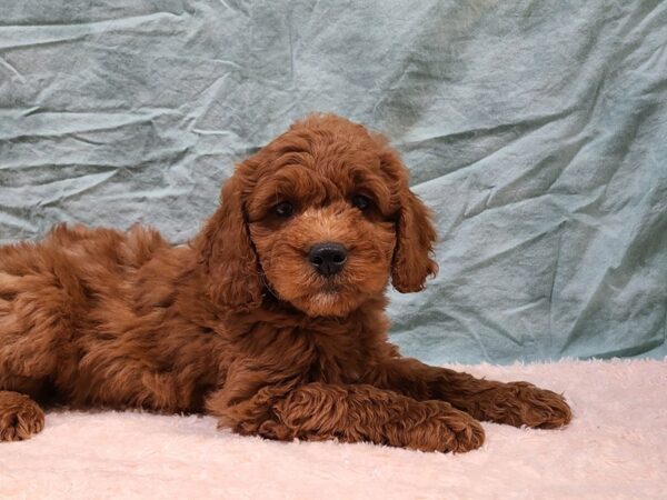 Goldendoodle Mini 2nd Gen DOG Male Red 9395 Petland Dalton, Georgia