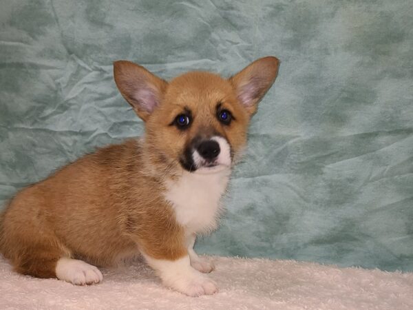 Pembroke Welsh Corgi DOG Male Red / White 9401 Petland Dalton, Georgia