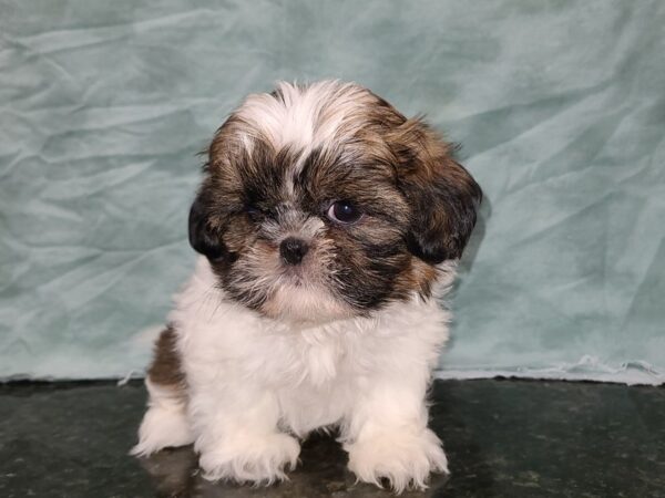 Shih Tzu DOG Male Brown / White 20281 Petland Dalton, Georgia