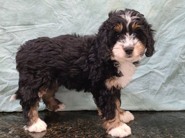 Bernedoodle Mini-DOG-Female-Tri-Colored-9393-Petland Dalton, Georgia