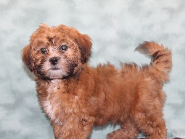 ShizaPoo-DOG-Female-Tri-Colored-9343-Petland Dalton, Georgia