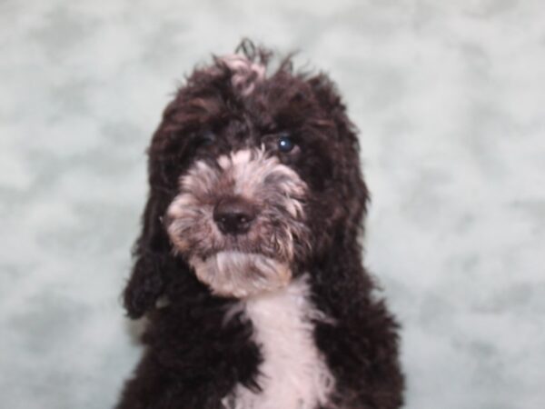 Mini Sheepadoodle-DOG-Male-Black & White-9329-Petland Dalton, Georgia