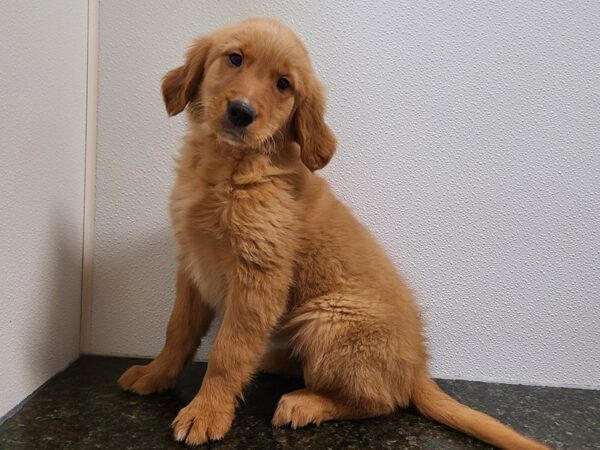 Golden Retriever DOG Female Red 20273 Petland Dalton, Georgia