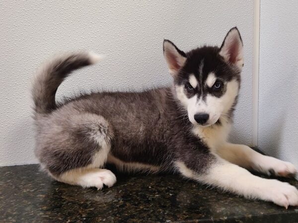 Siberian Husky DOG Female Black / White 20272 Petland Dalton, Georgia