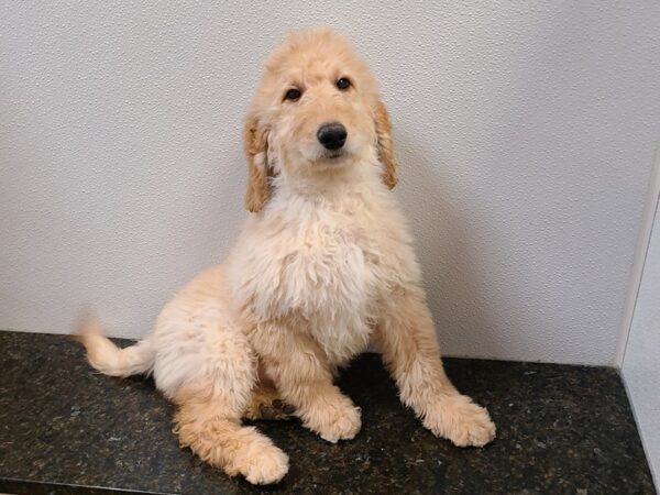 Goldendoodle 2nd Gen DOG Male Golden 20274 Petland Dalton, Georgia