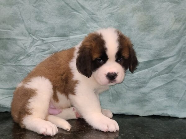 Saint Bernard DOG Male Sable / White 20279 Petland Dalton, Georgia