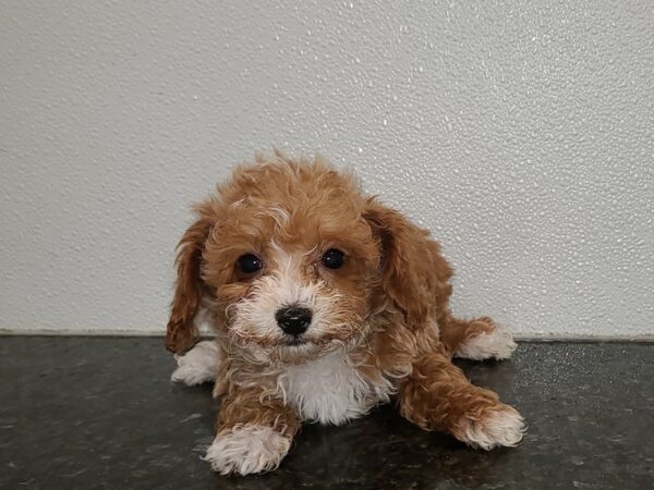 Poodle-DOG-Male-Apricot-20271-Petland Dalton, Georgia