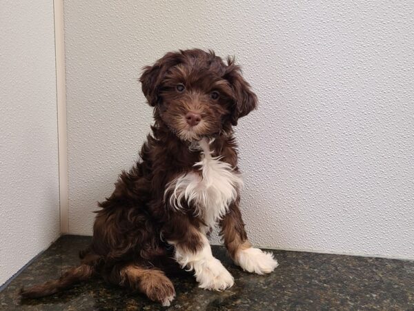 Havanese DOG Male Chocolate 20269 Petland Dalton, Georgia