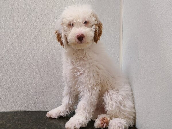 Goldendoodle Mini 2nd Gen DOG Female White 20275 Petland Dalton, Georgia