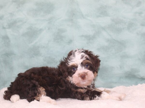 Cavachon-DOG-Female-Chocolate / White-9388-Petland Dalton, Georgia