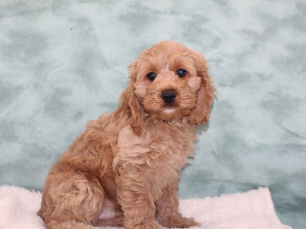 Cock A Poo DOG Male Red 9394 Petland Dalton, Georgia