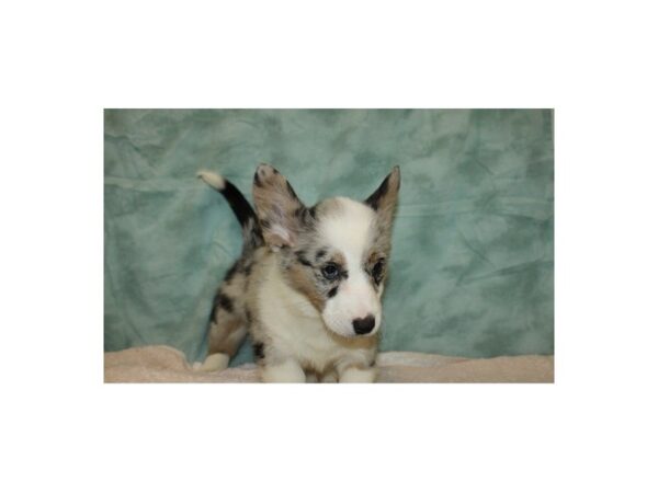 Cardigan Welsh Corgi DOG Female Blue Merle 9407 Petland Dalton, Georgia