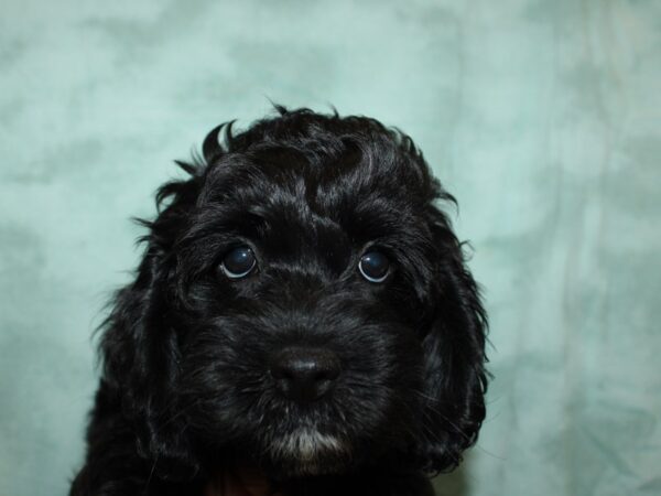 Cock A Poo-DOG-Male-Black-20293-Petland Dalton, Georgia