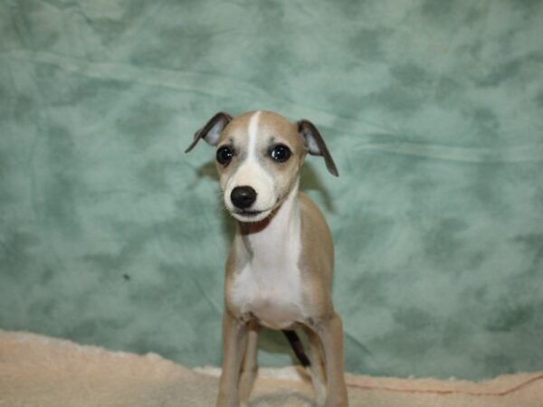 Italian Greyhound DOG Female Blue Fawn 20292 Petland Dalton, Georgia