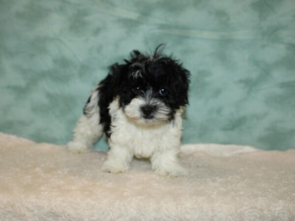 Havanese DOG Male Black / White 20291 Petland Dalton, Georgia