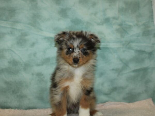 Miniature Australian Shepherd-DOG-Male-Merle-20297-Petland Dalton, Georgia