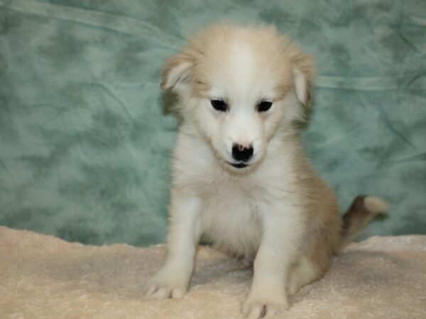 Huskimo DOG Male Cream 20300 Petland Dalton, Georgia