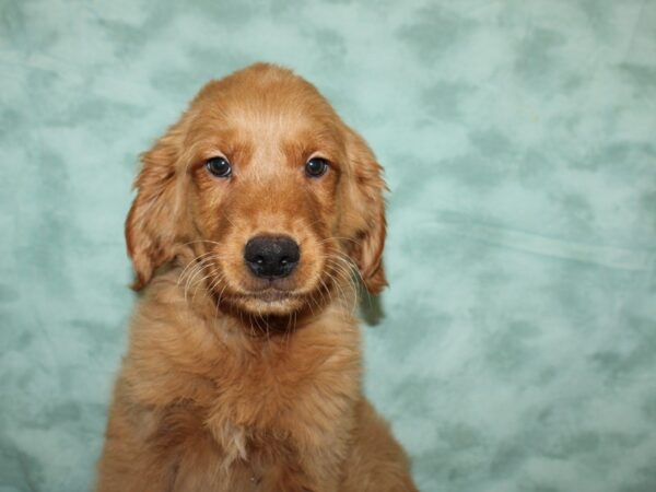 Golden Retriever DOG Male Red 9409 Petland Dalton, Georgia