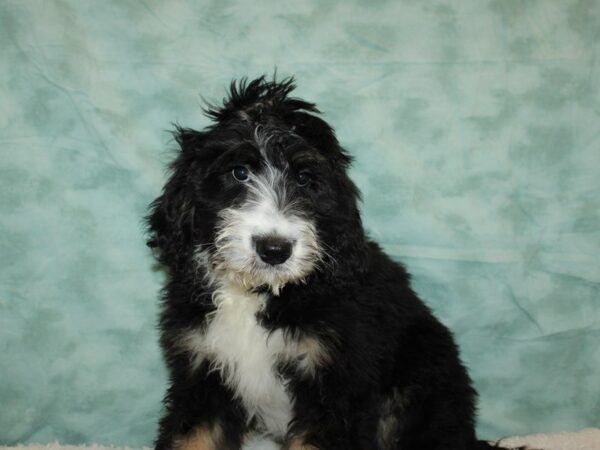 Bernadoodle-DOG-Female-Black / White-9403-Petland Dalton, Georgia