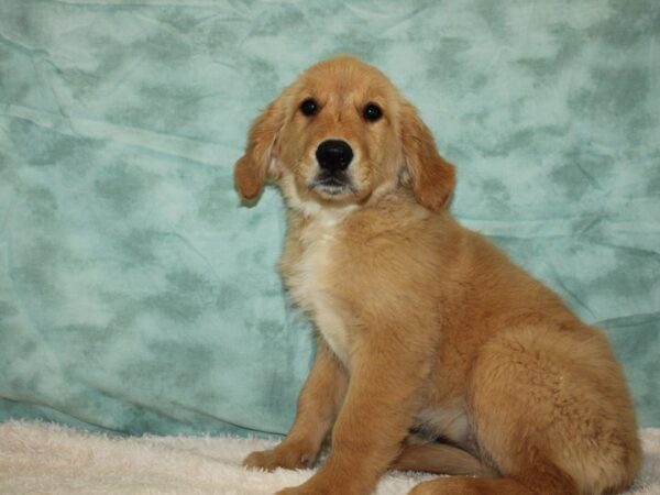 Golden Retriever DOG Female Golden 9410 Petland Dalton, Georgia