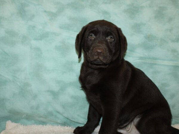 Labrador Retriever-DOG-Male-Chocolate-9411-Petland Dalton, Georgia