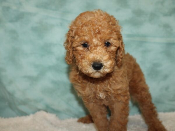 Poodle Mini DOG Male Red 20299 Petland Dalton, Georgia