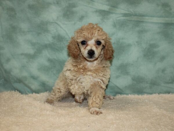 Poodle Mini DOG Female Apricot 20298 Petland Dalton, Georgia