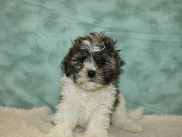 Teddy Bear DOG Male 20301 Petland Dalton, Georgia