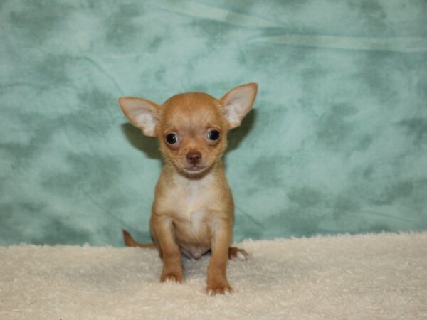 Chihuahua DOG Male Chocolate / Tan 9416 Petland Dalton, Georgia