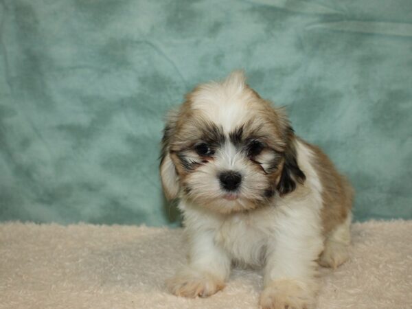 Shih Tzu DOG Male Brown / White 9421 Petland Dalton, Georgia