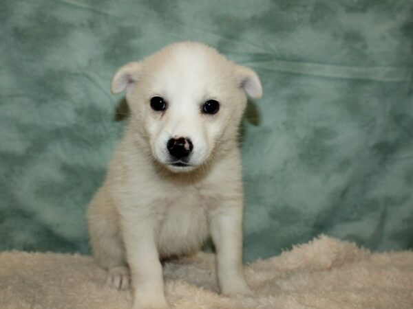 Huskimo DOG Female Cream 9412 Petland Dalton, Georgia