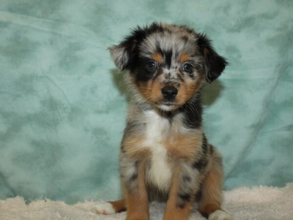 Miniature Australian Shepherd-DOG-Female-Black White / Tan-9419-Petland Dalton, Georgia