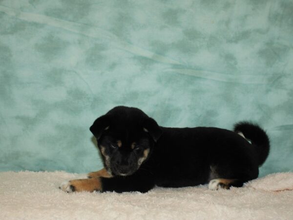 Shiba Inu DOG Female Black / Tan 9420 Petland Dalton, Georgia