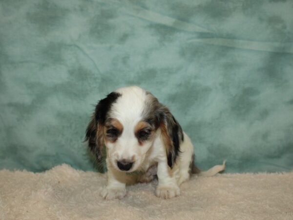 Dachshund DOG Male Blue Dapple 20304 Petland Dalton, Georgia