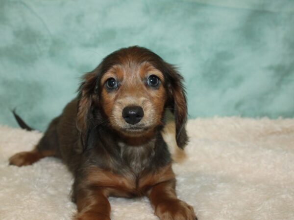 Dachshund DOG Female Isabella 20303 Petland Dalton, Georgia