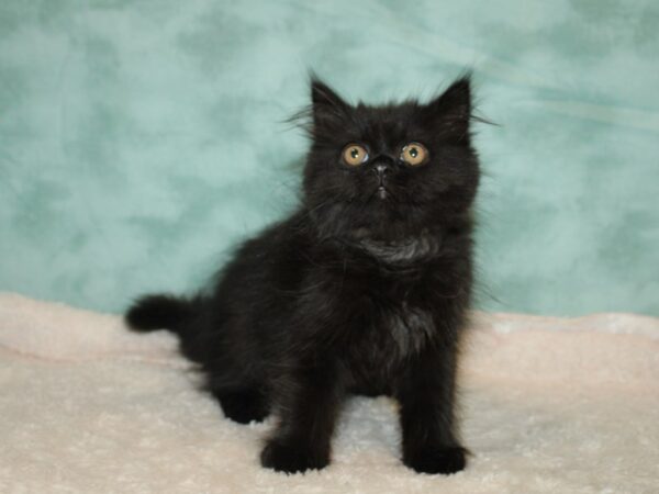 Exotic Short Hair CAT Male Black 9408 Petland Dalton, Georgia