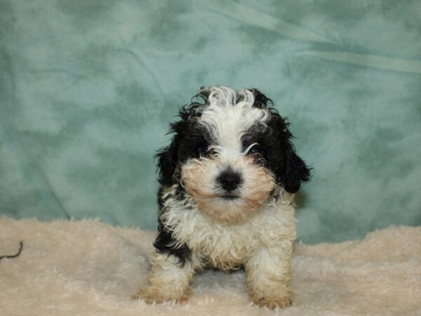 Shih-Poo DOG Male Blk&Wh 20310 Petland Dalton, Georgia