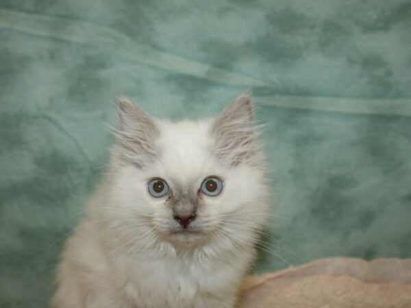 Ragdoll CAT Male 20296 Petland Dalton, Georgia