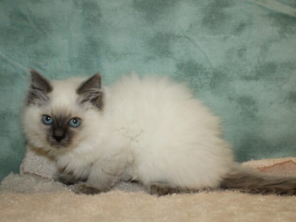 Ragdoll-CAT---20294-Petland Dalton, Georgia