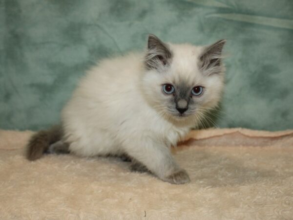 Ragdoll CAT Male 20295 Petland Dalton, Georgia