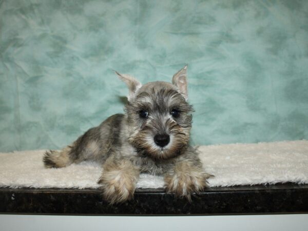 Miniature Schnauzer DOG Female Salt & Pepper 20328 Petland Dalton, Georgia