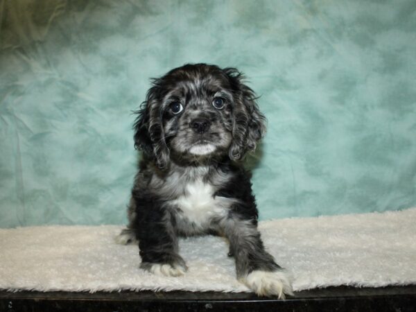 Cocker Spaniel DOG Male merle 20327 Petland Dalton, Georgia