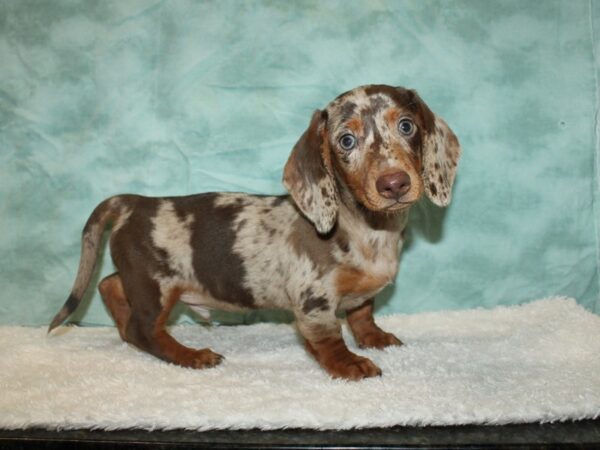 Dachshund DOG Male Choco dapple 20326 Petland Dalton, Georgia