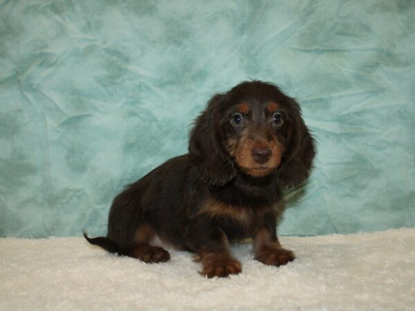 Dachshund DOG Male Choco / Tan 20325 Petland Dalton, Georgia